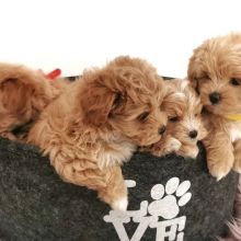 Healthy MALTIPOO Puppies Available For Rehoming Email me at (loicjesse25@gmail.com)