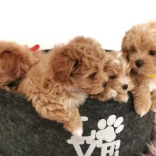 Healthy MALTIPOO Puppies Available For Rehoming.. Email me at (loicjesse25@gmail.com)