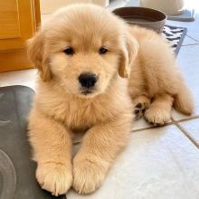 Male and Female Golden Retriever Puppies... Email Us at (loicjesse25@gmail.com)