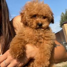 Toy/Standard POODLE Puppies For Re-Homing. Email Us at (loicjesse25@gmail.com)