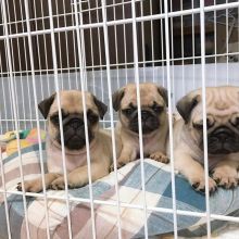 Sweet Male and Female Pug Puppies For Re-Homing. Email Us at (loicjesse25@gmail.com)