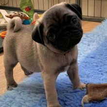 Sweet Male and Female Pug Puppies For Re-Homing. Email Us at (loicjesse25@gmail.com)