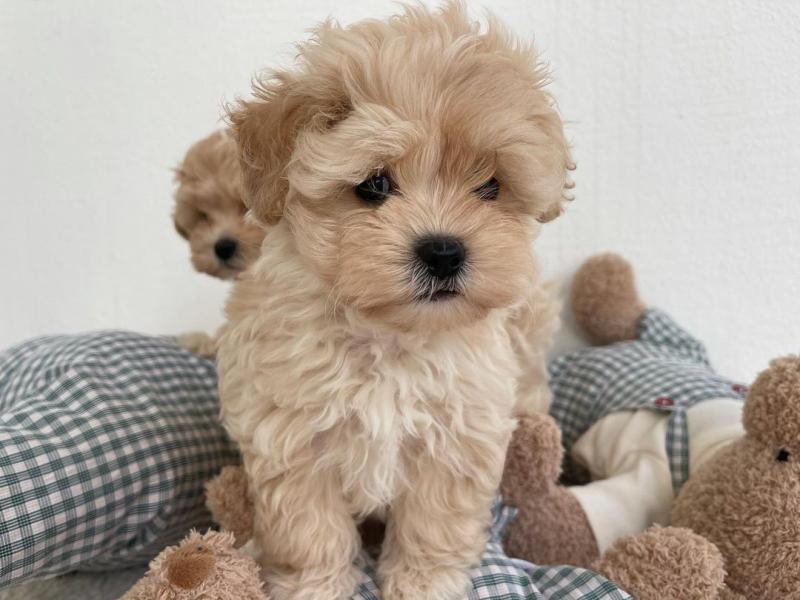 Healthy MALTIPOO Puppies Available For Rehoming.. Email me at (loicjesse25@gmail.com) Image eClassifieds4u