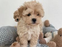 Healthy MALTIPOO Puppies Available For Rehoming.. Email me at (loicjesse25@gmail.com) Image eClassifieds4u 1