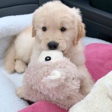 Male and Female Golden Retriever Babies Ready for re-homing... Email Us at (loicjesse25@gmail.com) Image eClassifieds4u 1