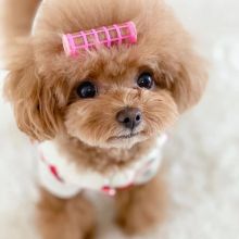 Toy/Standard POODLE Puppies For Re-Homing. Email Us at (loicjesse25@gmail.com) Image eClassifieds4u 1