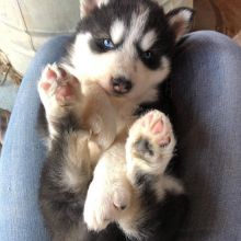 Blues Eyes Siberian Huskies Puppies For Rehoming. Contact Via (loicjesse25@gmail.com)