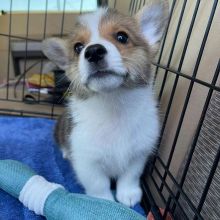 Cute Pembroke Welsh Corgi Puppies For Re-Homing. Contact Via (loicjesse25@gmail.com)