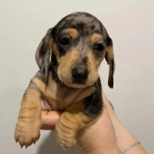 Exceptional Males And Females DACHSHUND PUPPIES (loicjesse25@gmail.com)