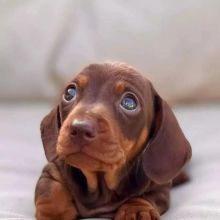 Exceptional Males And Females DACHSHUND PUPPIES (loicjesse25@gmail.com)