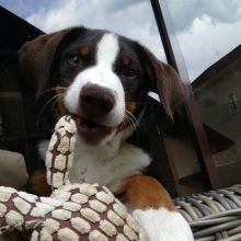 Male and Female Appenzeller Puppies (loicjesse25@gmail.com)