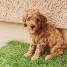 We have two Labradoodle pups for re homing