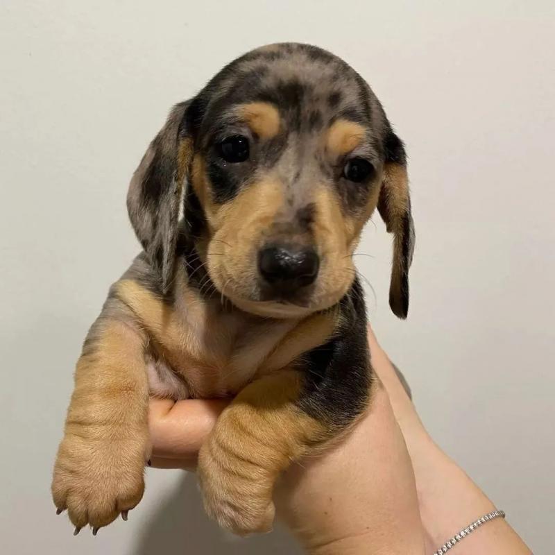 Exceptional Males And Females DACHSHUND PUPPIES (loicjesse25@gmail.com) Image eClassifieds4u