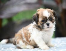 Wonderful Shih Tzu Puppies for adoption. Image eClassifieds4U