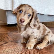 Exceptional Males And Females DACHSHUND PUPPIES (loicjesse25@gmail.com) Image eClassifieds4u 3