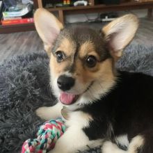 Pembroke Welsh Corgi Puppies. Contact Via (loicjesse25@gmail.com) Image eClassifieds4u 2