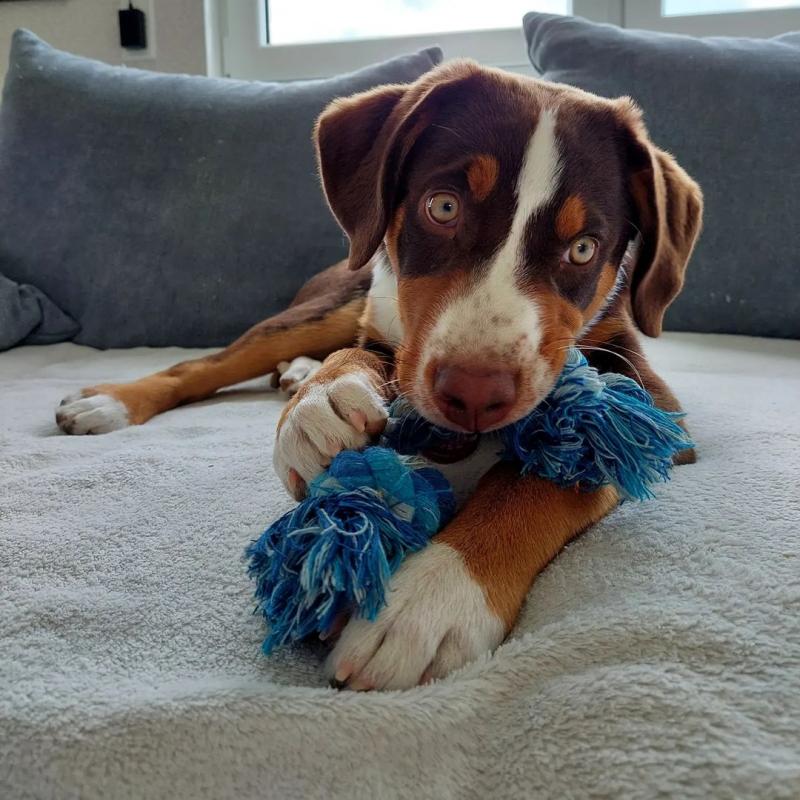 Male and Female Appenzeller Puppies (loicjesse25@gmail.com) Image eClassifieds4u