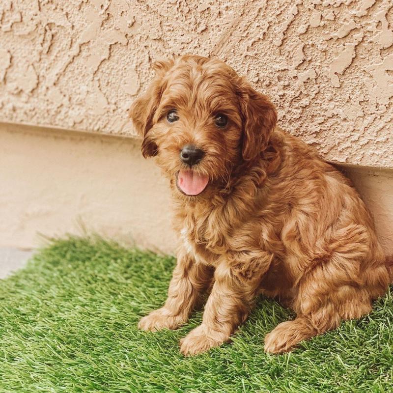 We have two Labradoodle pups for re homing Image eClassifieds4u