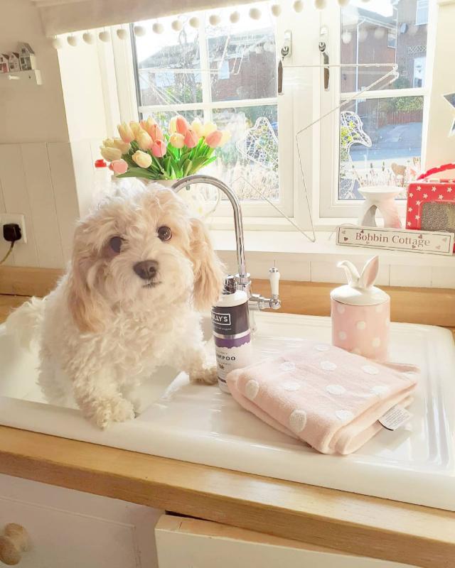 💗💕💗 LOVELY CANADIAN 🟥🍁🟥 CAVACHON PUPPIES AVAILABLE ✅💯 Image eClassifieds4u