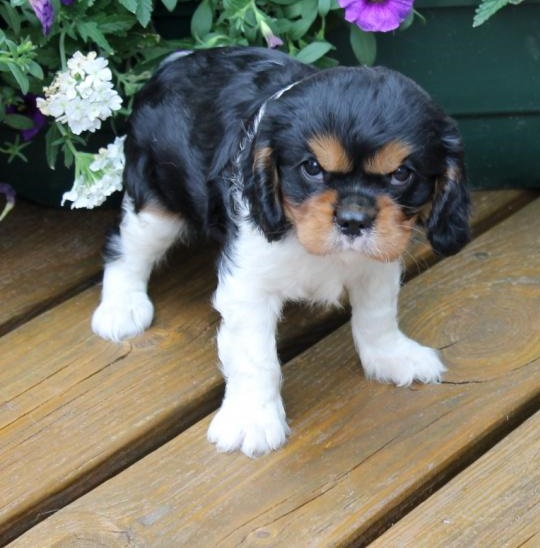 💗💕💗 LOVELY CANADIAN 🟥🍁🟥 CAVALIER KING CHARLES SPANIEL PUPPIES AVAILABLE ✅💯 Image eClassifieds4u
