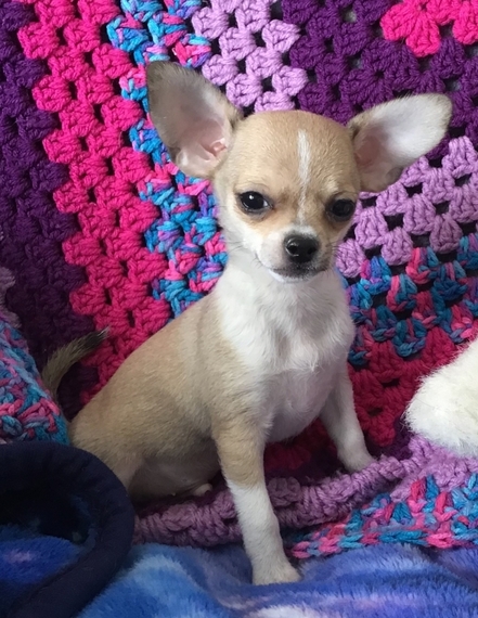 💗💕💗 LOVELY CANADIAN 🟥🍁🟥 CHIHUAHUA PUPPIES AVAILABLE ✅💯 Image eClassifieds4u