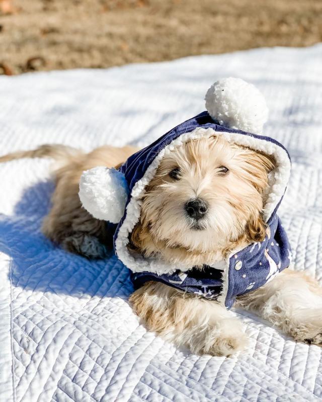 💗💕💗 LOVELY CANADIAN 🟥🍁🟥 HAVANESE PUPPIES AVAILABLE ✅💯 Image eClassifieds4u