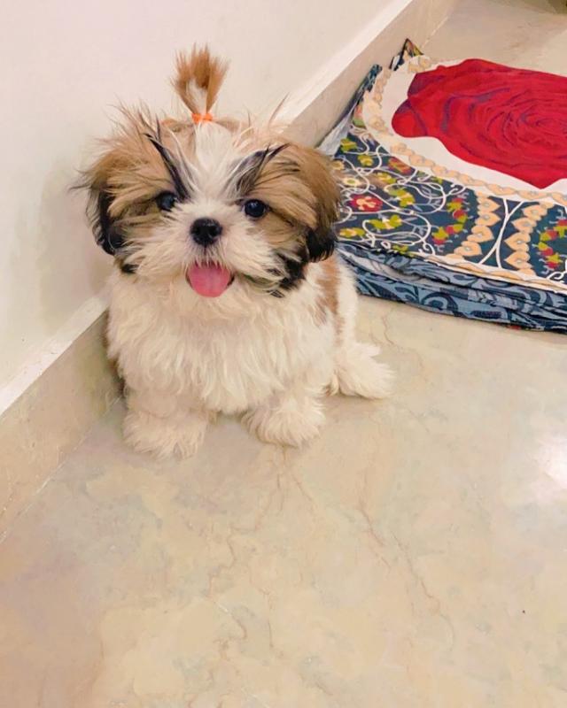 💗💕💗 LOVELY CANADIAN 🟥🍁🟥 SHIH TZU PUPPIES AVAILABLE ✅💯 Image eClassifieds4u