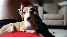 Healthy Italian Greyhound puppies available