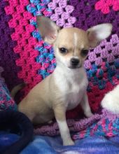 💗💕💗 LOVELY CANADIAN 🟥🍁🟥 CHIHUAHUA PUPPIES AVAILABLE ✅💯