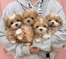 💗💕💗 LOVELY CANADIAN 🟥🍁🟥 MALTIPOO PUPPIES AVAILABLE ✅💯