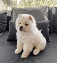Cute and lovely Chow Chow puppies available