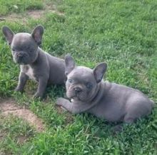Gorgeous and registered French Bulldog Puppies