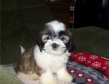 Marvelous male and female Lhasa Apso Puppies