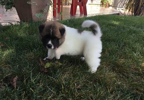 Healthy male and female Akita puppies available Image eClassifieds4u