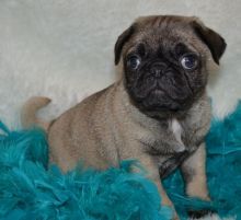 Cute and lovely Pug Puppies Image eClassifieds4U