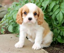💗💕💗 LOVELY CANADIAN 🟥🍁🟥 CAVALIER KING CHARLES SPANIEL PUPPIES AVAILABLE ✅💯 Image eClassifieds4u 2