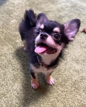 💗💕💗 LOVELY CANADIAN 🟥🍁🟥 CHIHUAHUA PUPPIES AVAILABLE ✅💯 Image eClassifieds4u 2