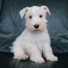 💗💕💗 LOVELY CANADIAN 🟥🍁🟥 MINIATURE SCHNAUZER PUPPIES AVAILABLE ✅💯 Image eClassifieds4U