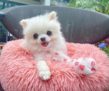 💗💕💗 LOVELY CANADIAN 🟥🍁🟥 POMERANIAN PUPPIES AVAILABLE ✅💯 Image eClassifieds4u 1