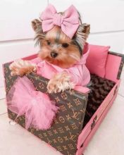 💗💕💗 LOVELY CANADIAN 🟥🍁🟥 YORKSHIRE TERRIER PUPPIES AVAILABLE ✅💯 Image eClassifieds4u 1