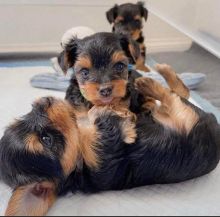 πππ LOVELY CANADIAN π₯ππ₯ YORKSHIRE TERRIER PUPPIES AVAILABLE β
π― Image eClassifieds4u 1