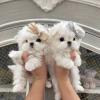 Beautiful and playful Teacup Maltese puppies Image eClassifieds4u 2