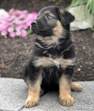 Beautiful German shepherd puppies Image eClassifieds4u 2