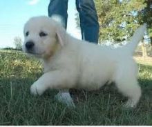 Cute and adorable Golden Retriever puppies Image eClassifieds4u 1