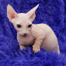 Lovely 12 weeks old Sphynx kittens Image eClassifieds4u 2