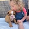 Male and female English Bulldog puppies available Image eClassifieds4u 3