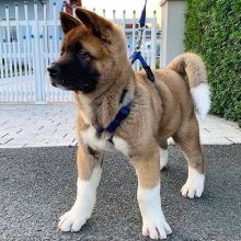 We have two beautiful Akita puppies Image eClassifieds4U
