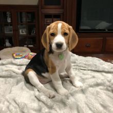 Beagle puppies ready for their new homes