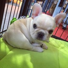 French Bulldog Puppies available, updated on vaccines