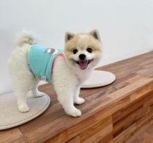 Pomeranian puppies available in good health condition for new homes